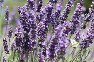 lavender farm in somerset county new jersey